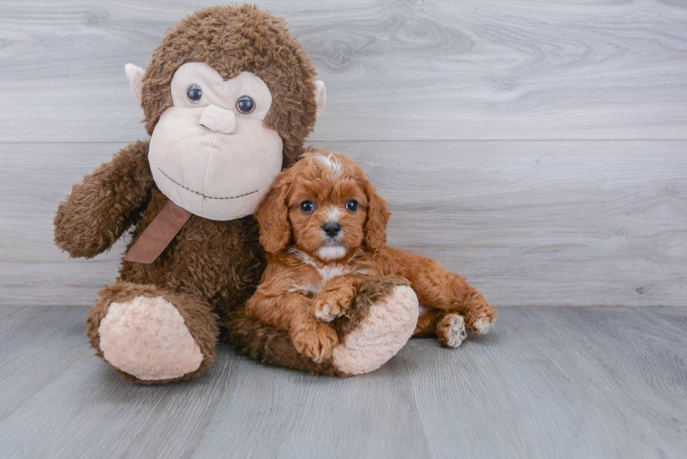 Cavapoo Pup Being Cute