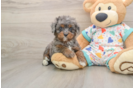 Little Cavipoo Poodle Mix Puppy