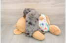 Best Cavapoo Baby