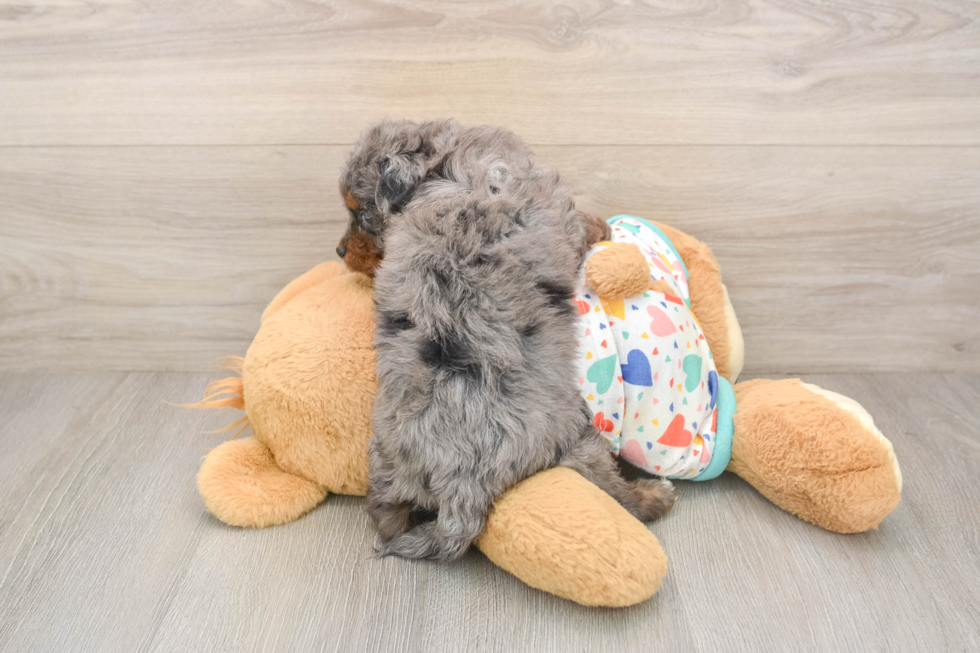 Best Cavapoo Baby