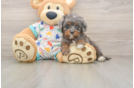 Playful Cavapoodle Poodle Mix Puppy