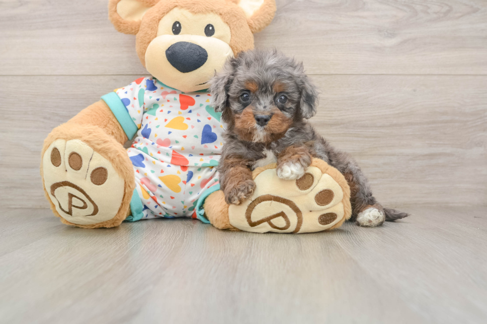 Playful Cavapoodle Poodle Mix Puppy