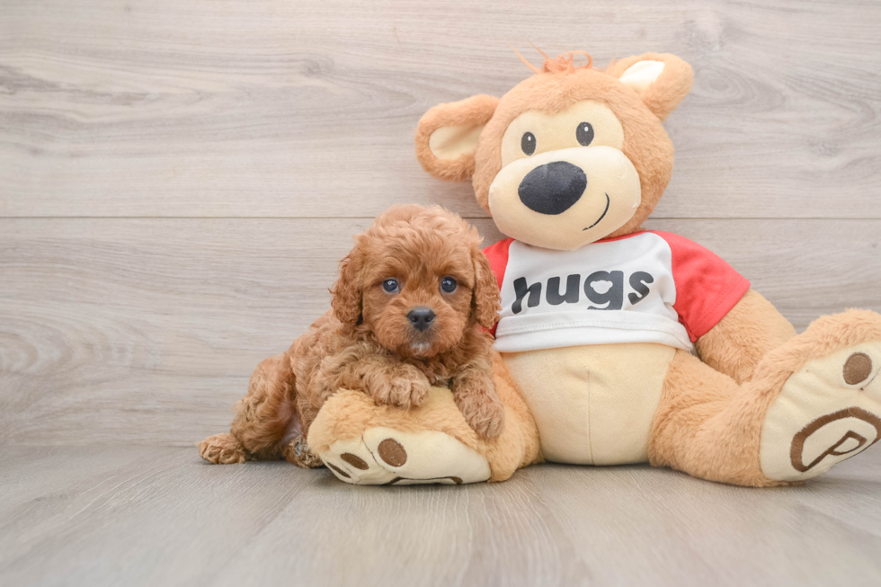 Best Cavapoo Baby