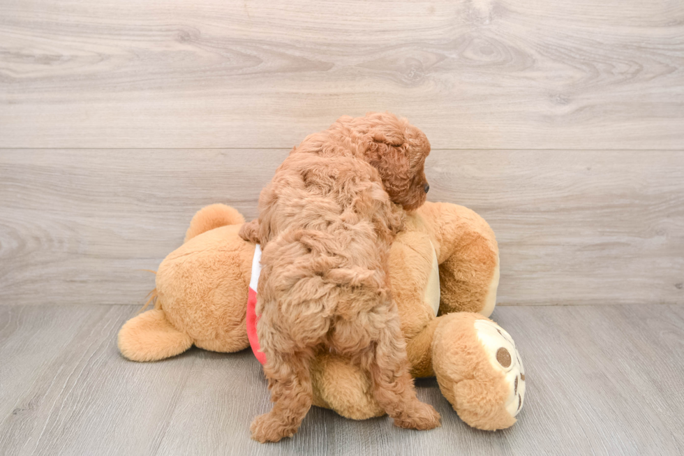 Small Cavapoo Baby