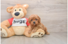 Popular Cavapoo Poodle Mix Pup