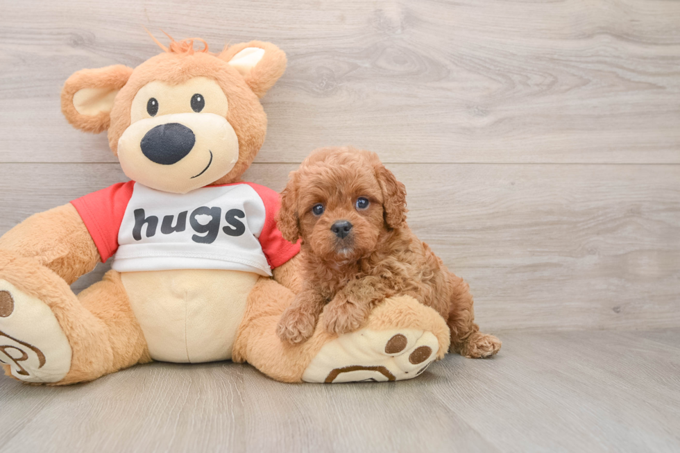 Popular Cavapoo Poodle Mix Pup