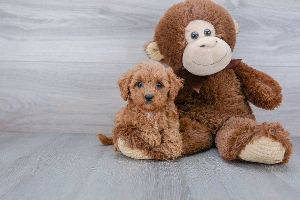 Cavapoo Pup Being Cute