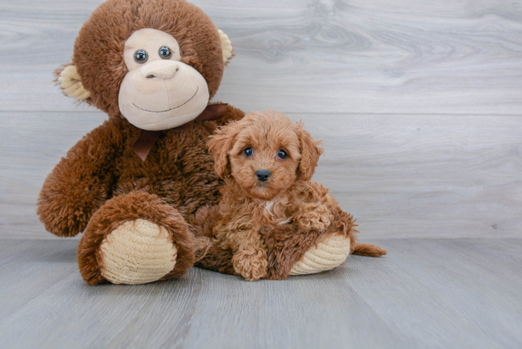 Cavapoo Pup Being Cute