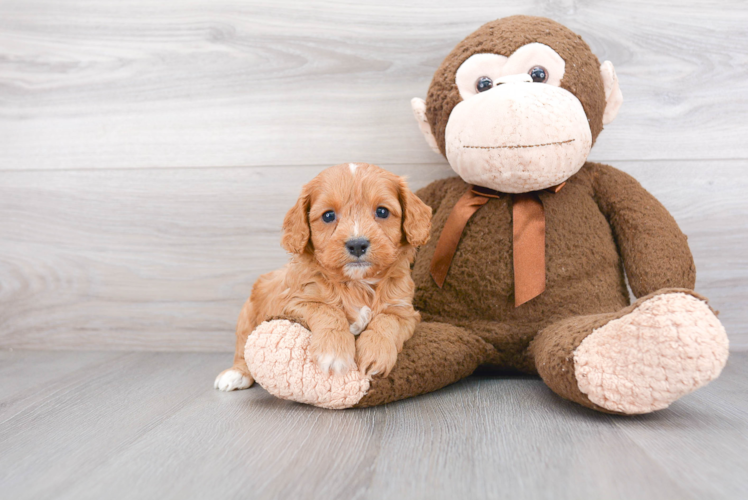 Cavapoo Pup Being Cute