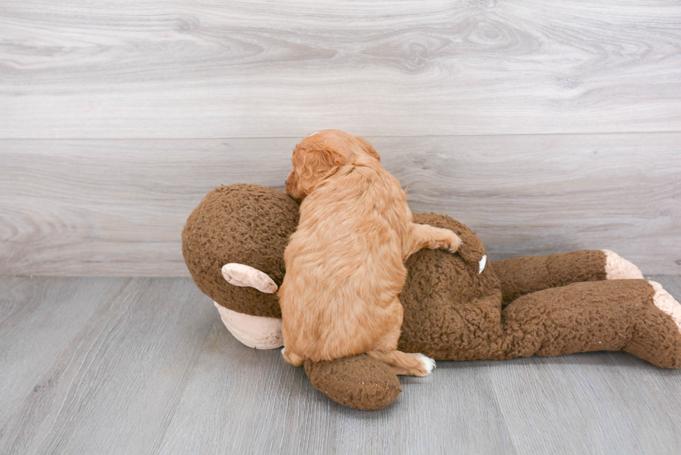 Cavapoo Pup Being Cute