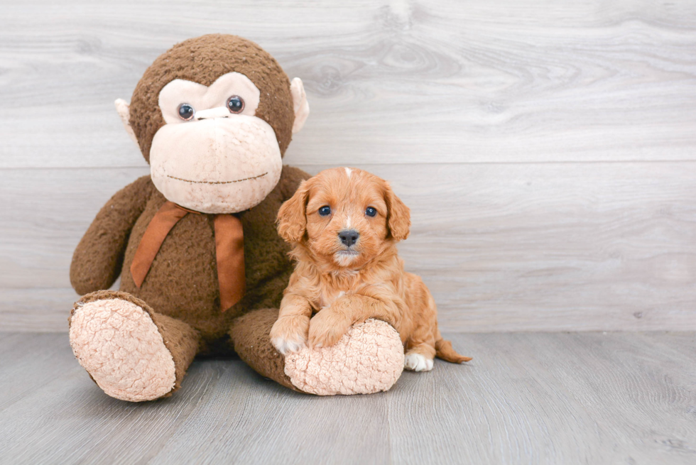 Happy Cavapoo Baby