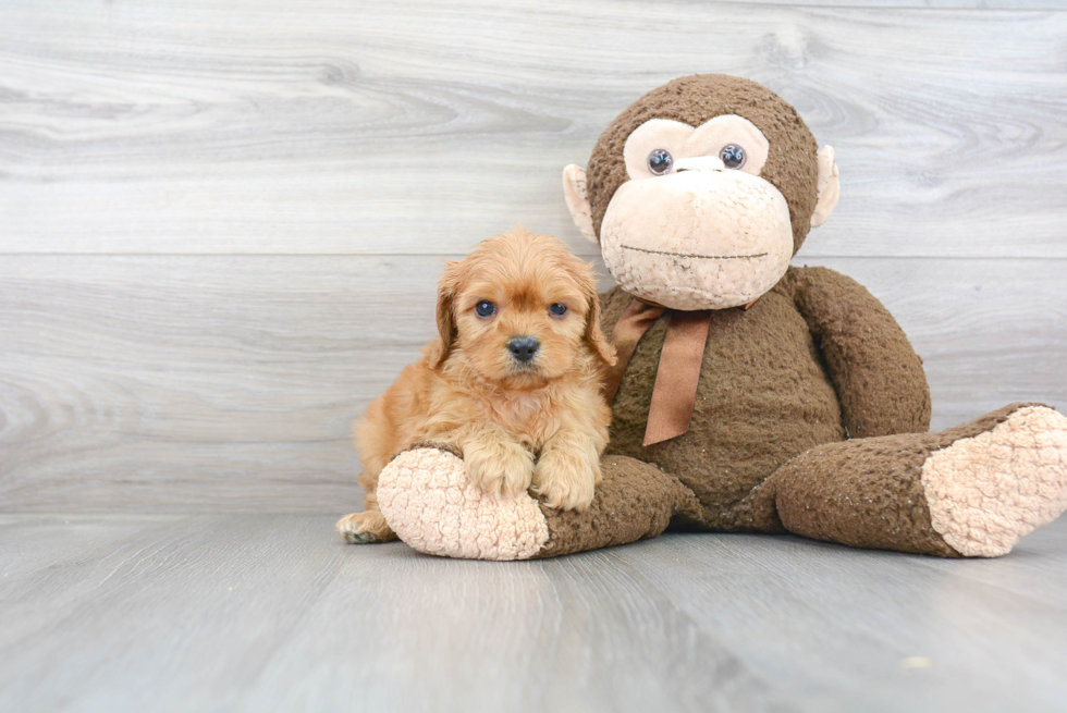 Cavapoo Pup Being Cute