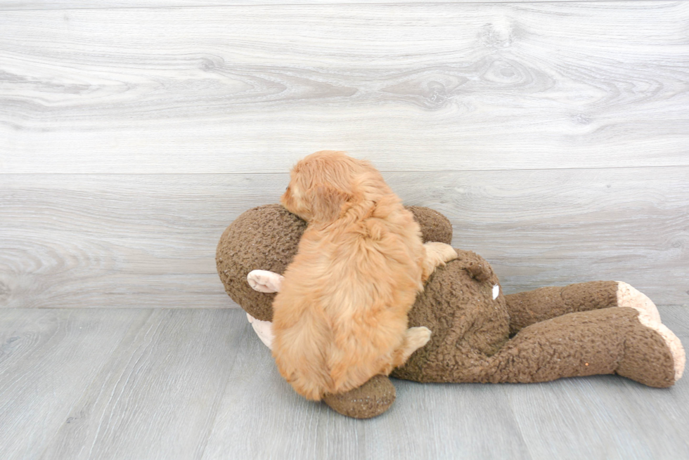 Cute Cavapoo Baby