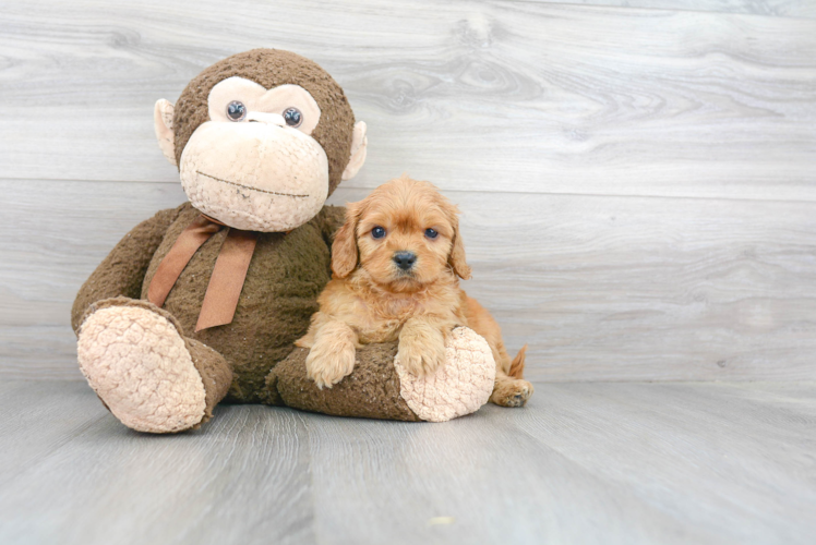 Popular Cavapoo Poodle Mix Pup