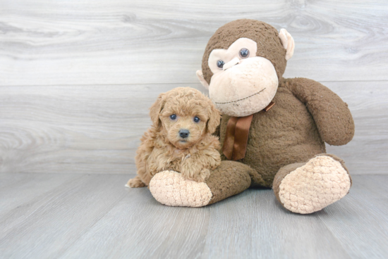 Best Cavapoo Baby