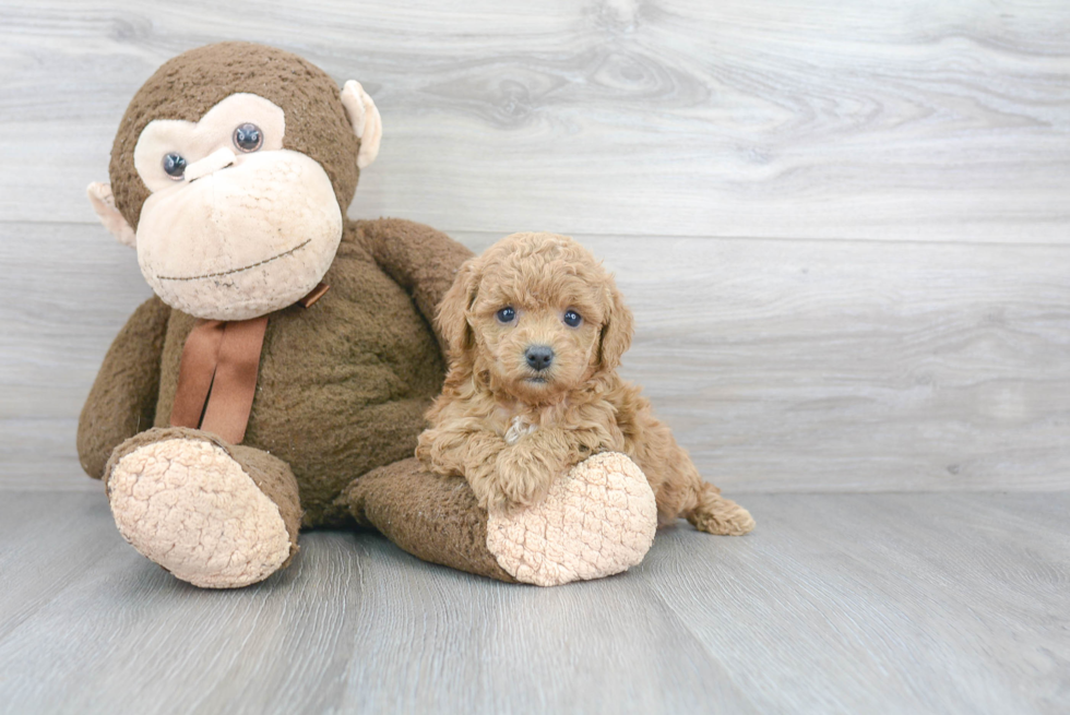 Cute Cavapoo Baby