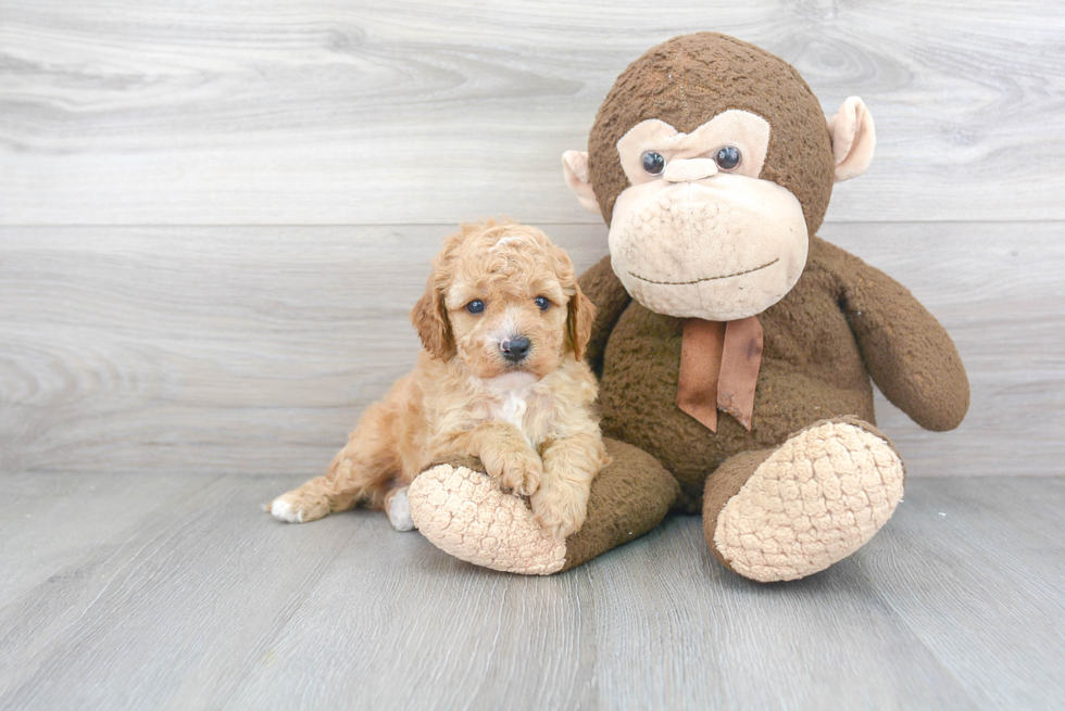 Cavapoo Pup Being Cute