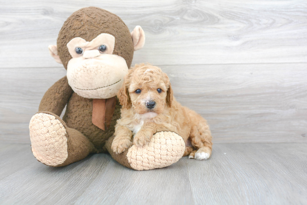 Happy Cavapoo Baby