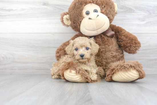 Smart Cavapoo Poodle Mix Pup