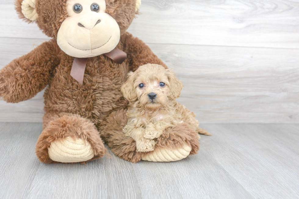 Best Cavapoo Baby