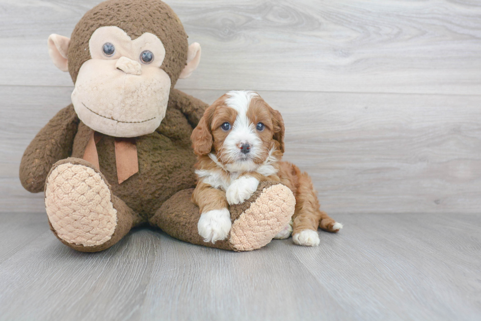 Cavapoo Pup Being Cute