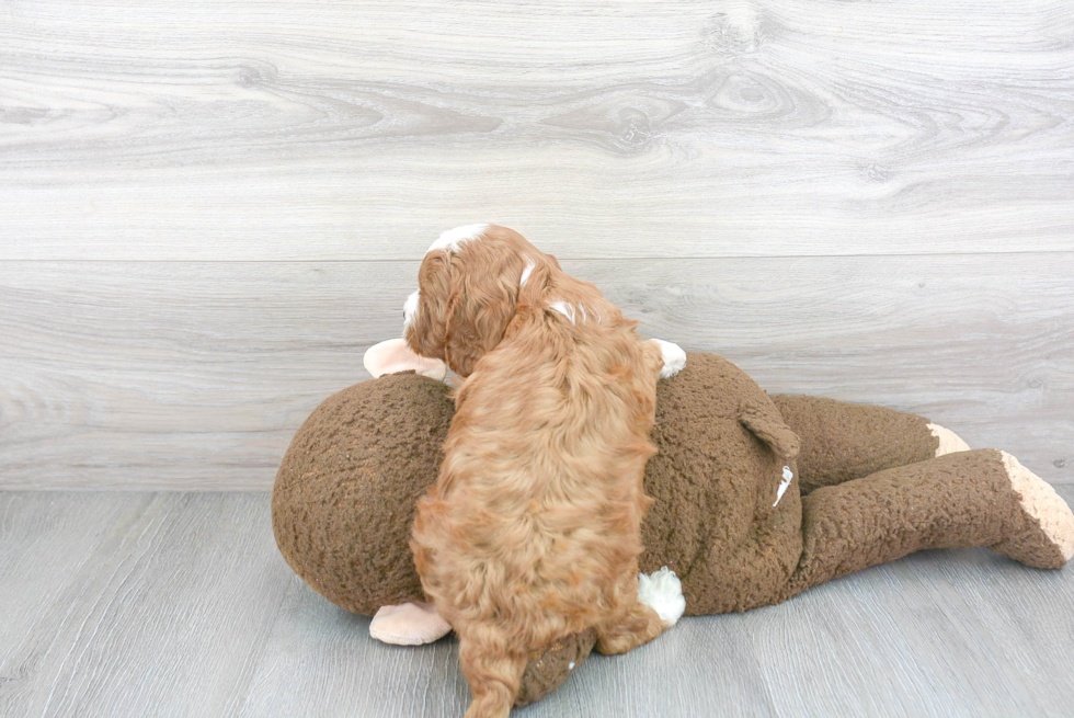 Sweet Cavapoo Baby