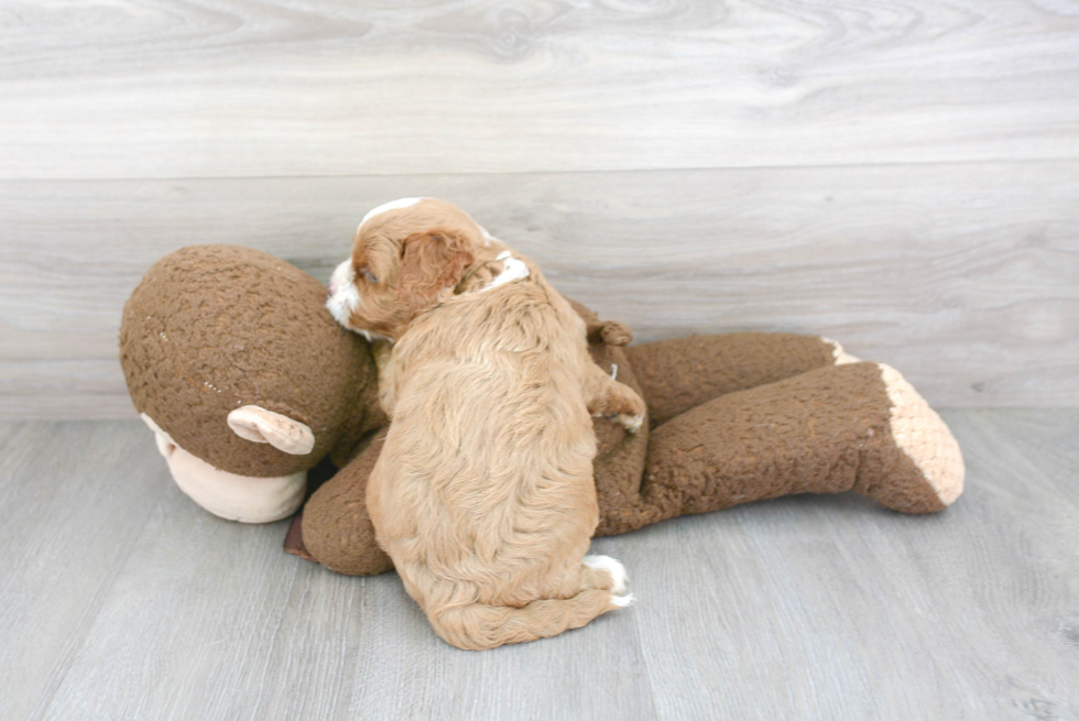 Cavapoo Pup Being Cute