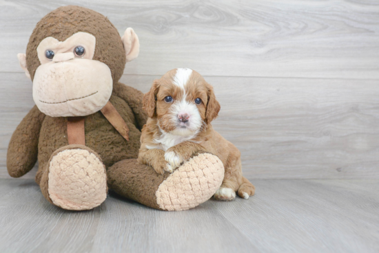 Adorable Cavoodle Poodle Mix Puppy