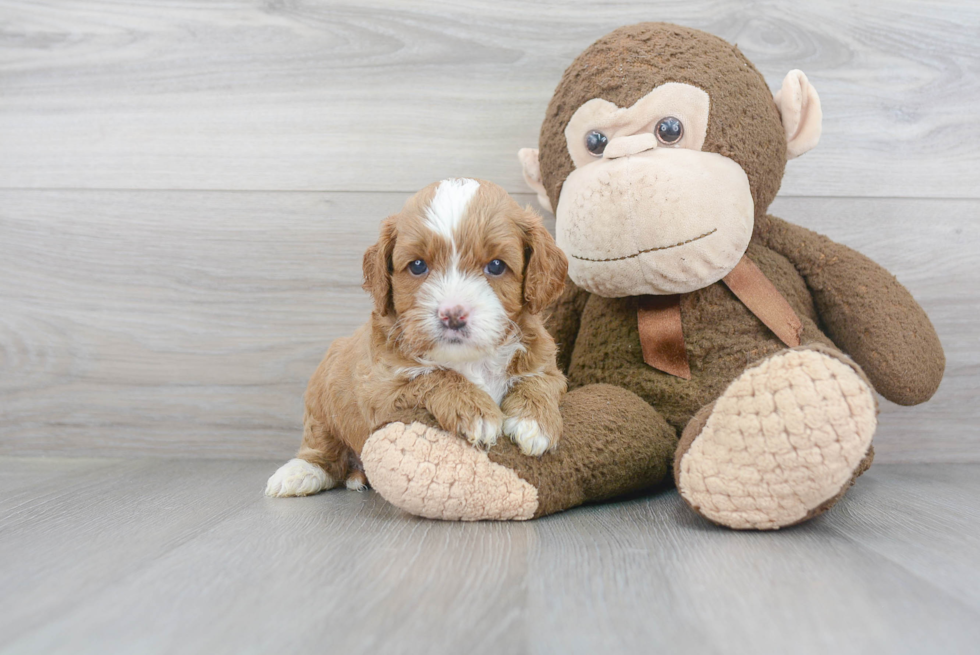 Popular Cavapoo Poodle Mix Pup