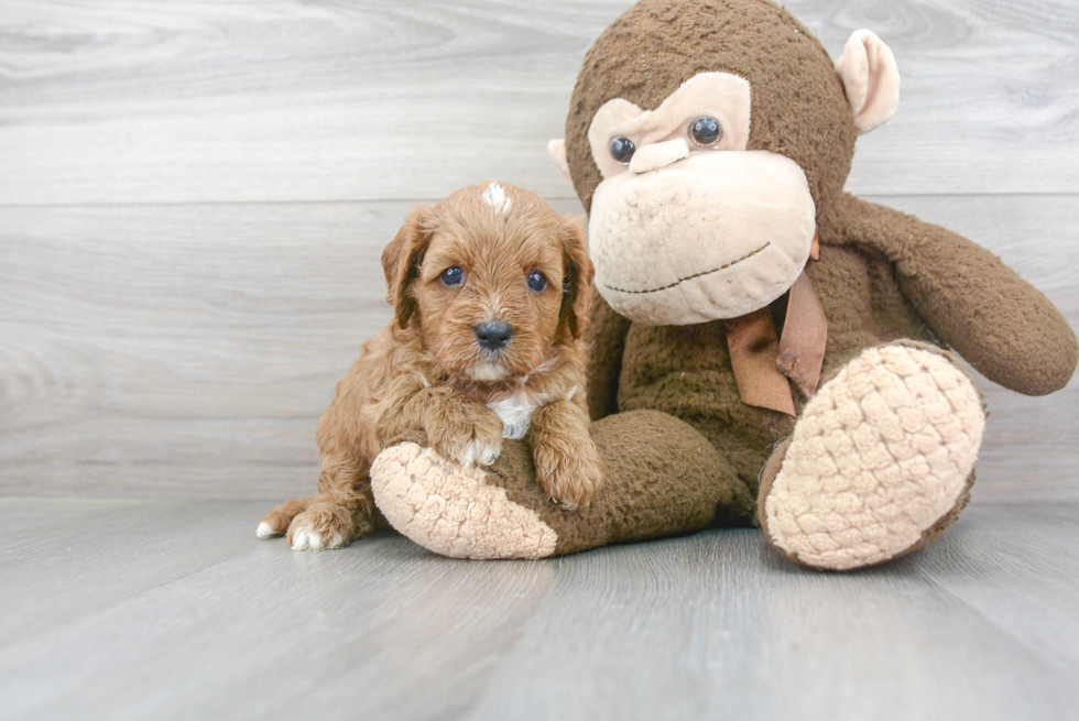 Cavapoo Pup Being Cute