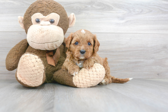 Best Cavapoo Baby