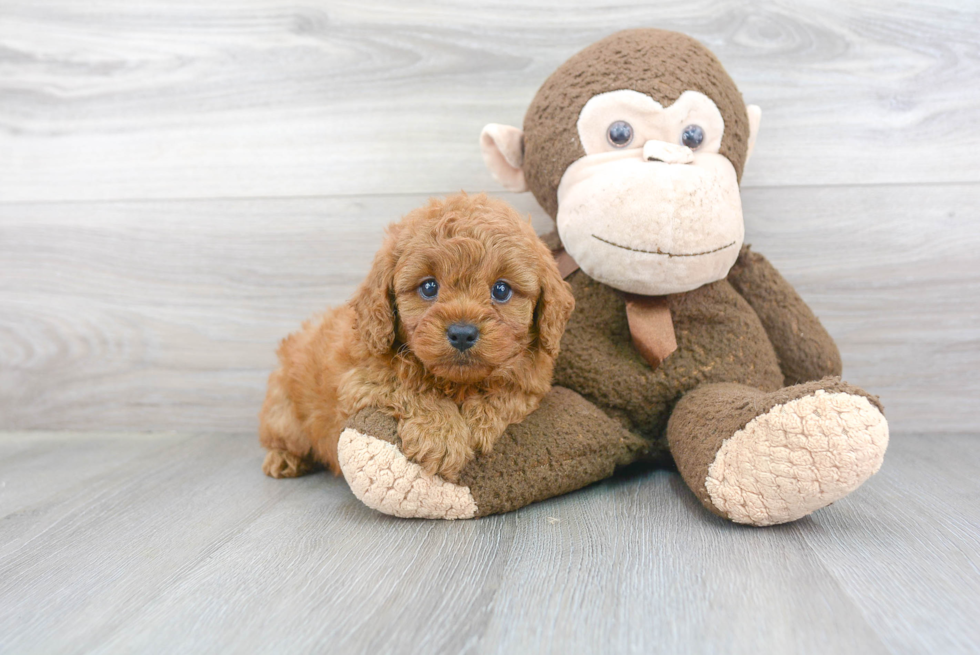 Hypoallergenic Cavoodle Poodle Mix Puppy