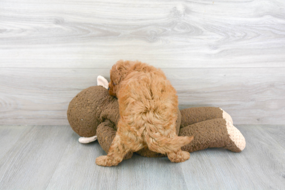 Cute Cavapoo Baby