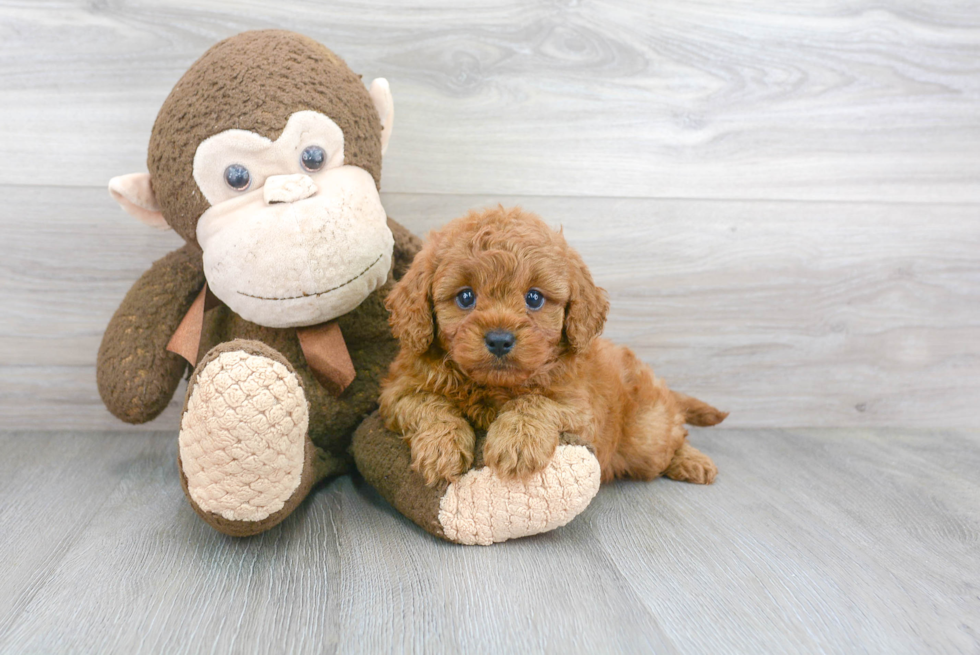 Best Cavapoo Baby