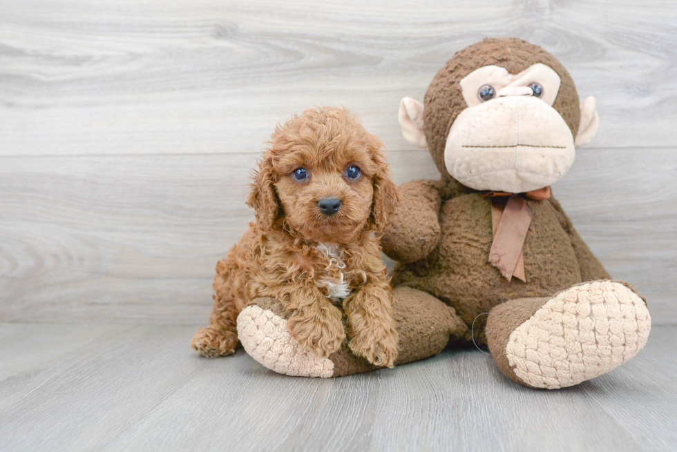 Sweet Cavapoo Baby