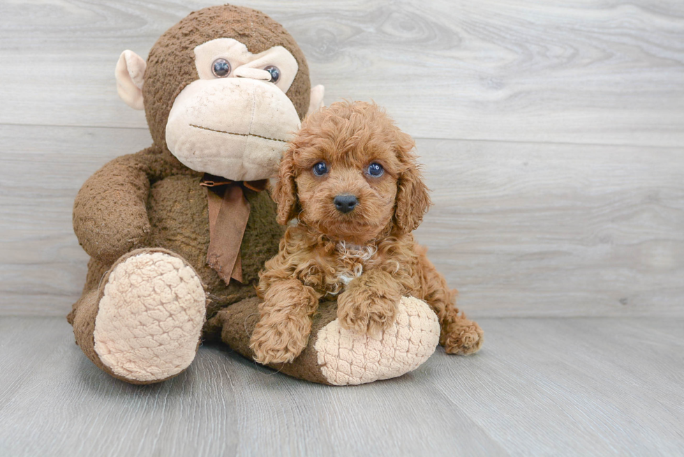 Cavapoo Puppy for Adoption