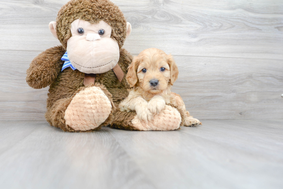 Funny Cavapoo Poodle Mix Pup