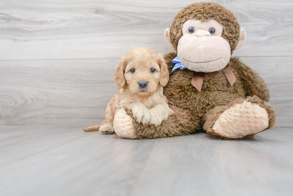 Happy Cavapoo Baby