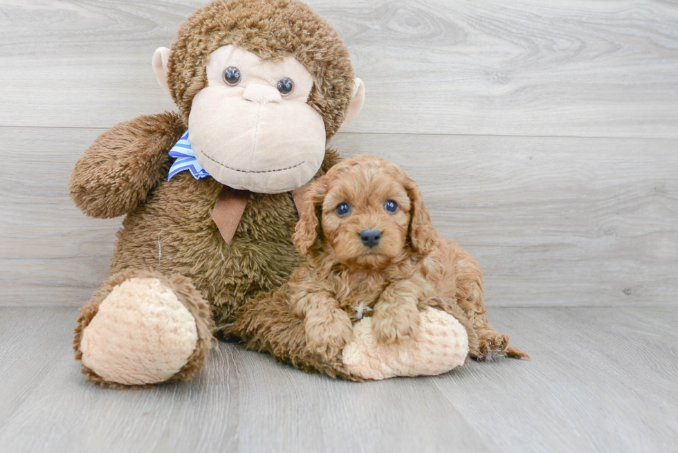 Popular Cavapoo Poodle Mix Pup