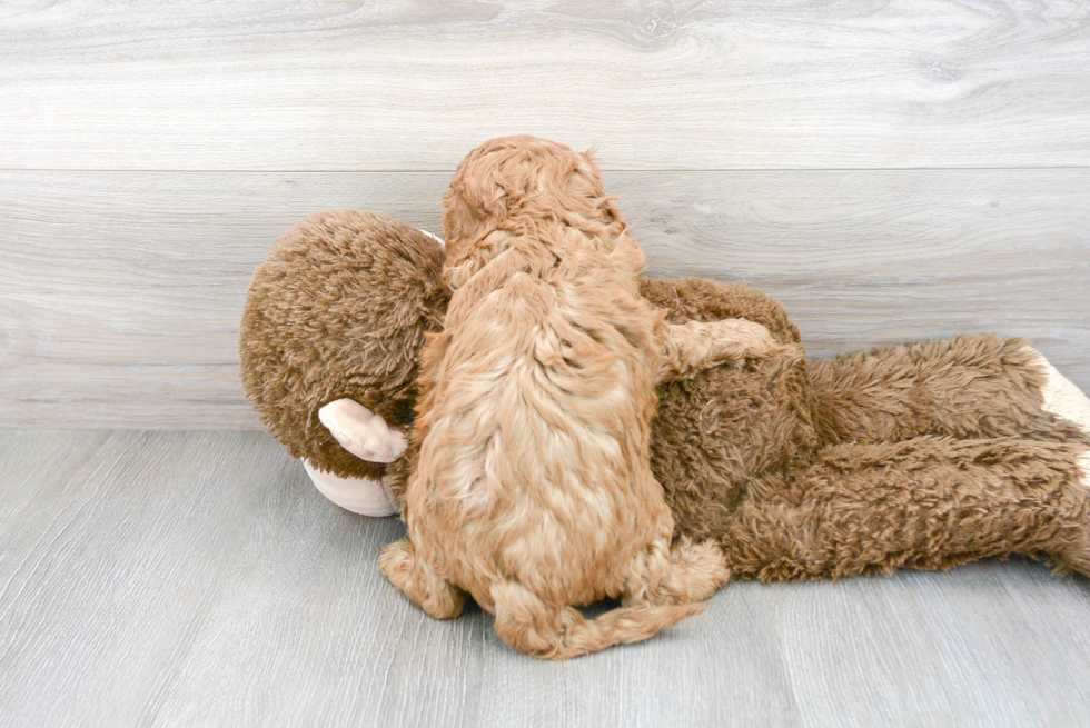 Playful Cavoodle Poodle Mix Puppy