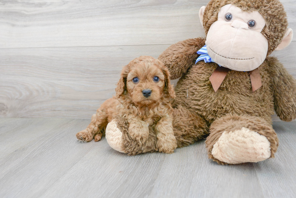 Small Cavapoo Baby