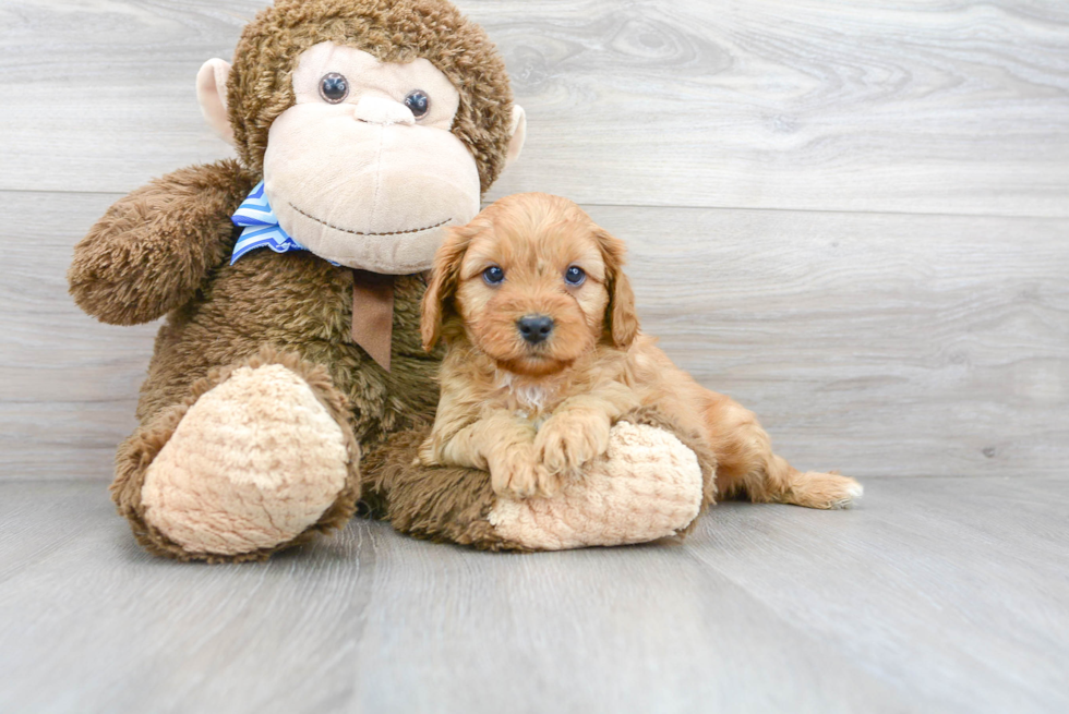 Funny Cavapoo Poodle Mix Pup