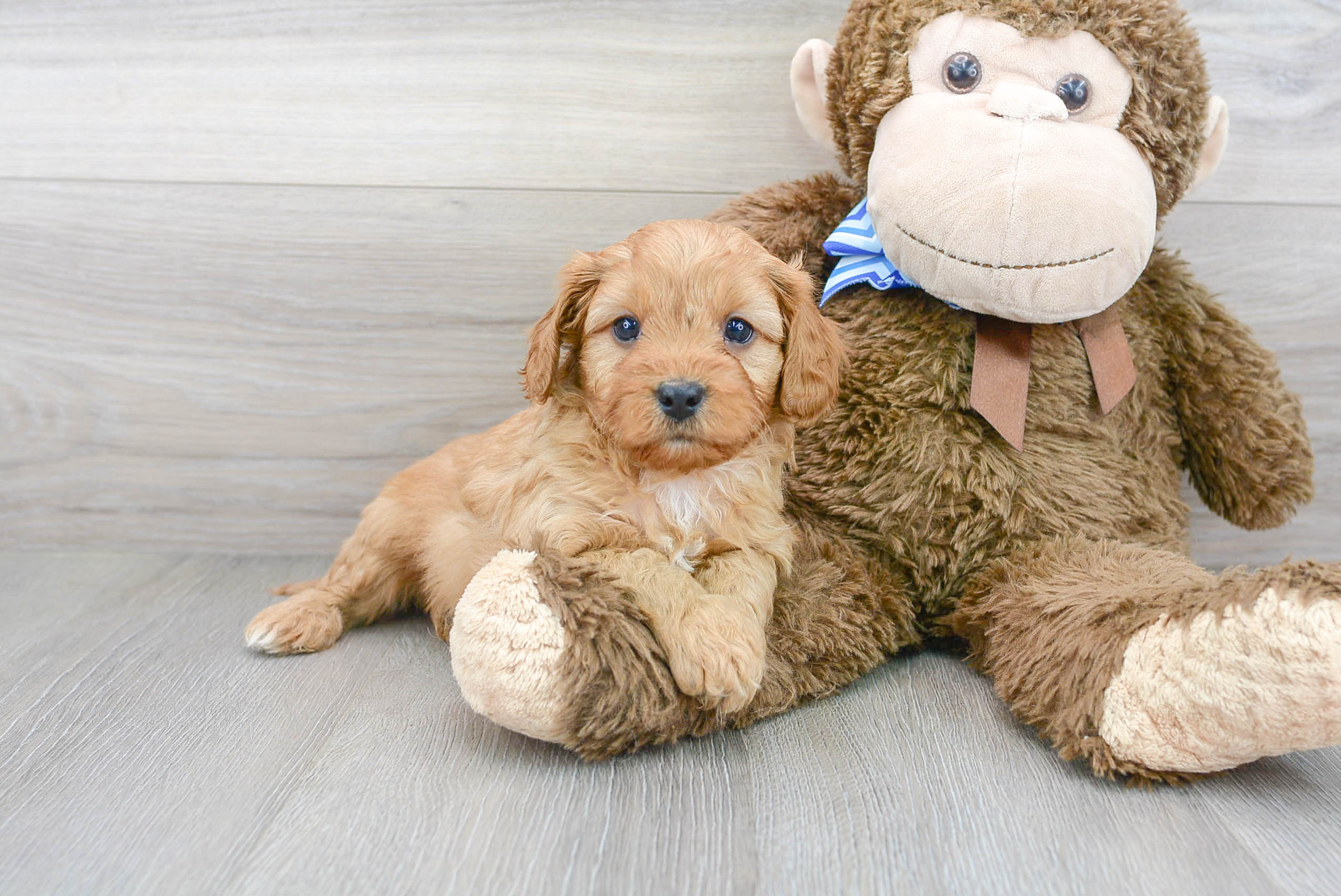 Hypoallergenic Cavoodle Poodle Mix Puppy