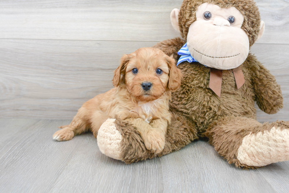 Hypoallergenic Cavoodle Poodle Mix Puppy