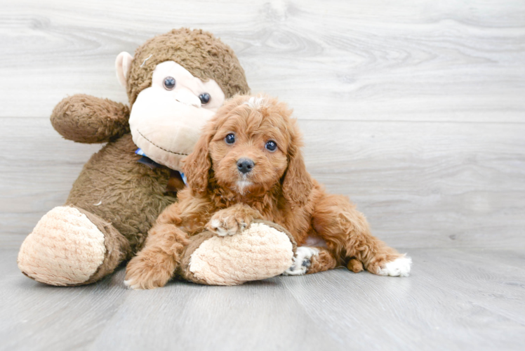 Funny Cavapoo Poodle Mix Pup