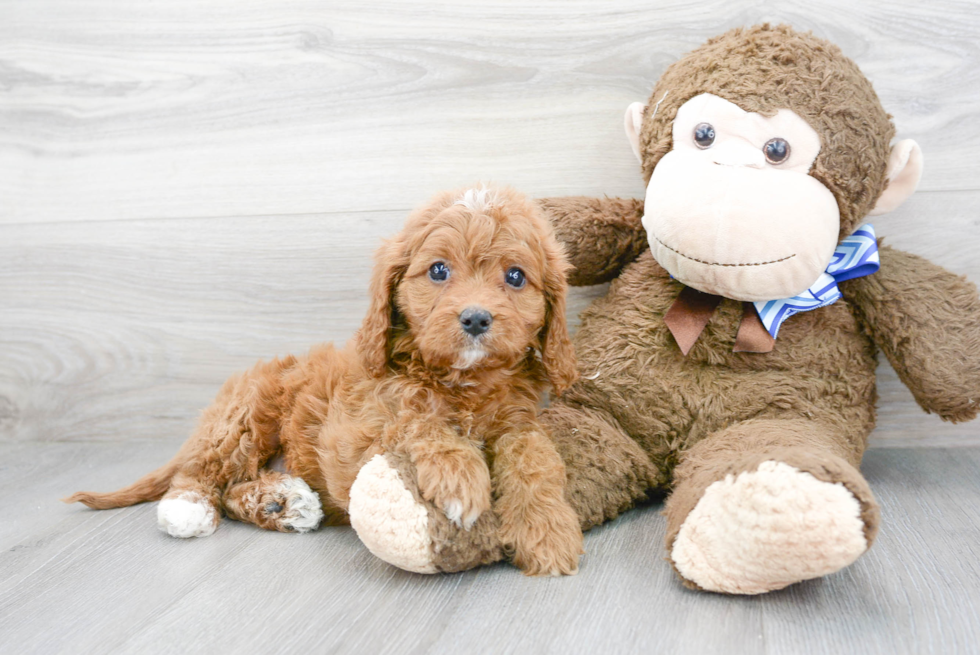 Best Cavapoo Baby