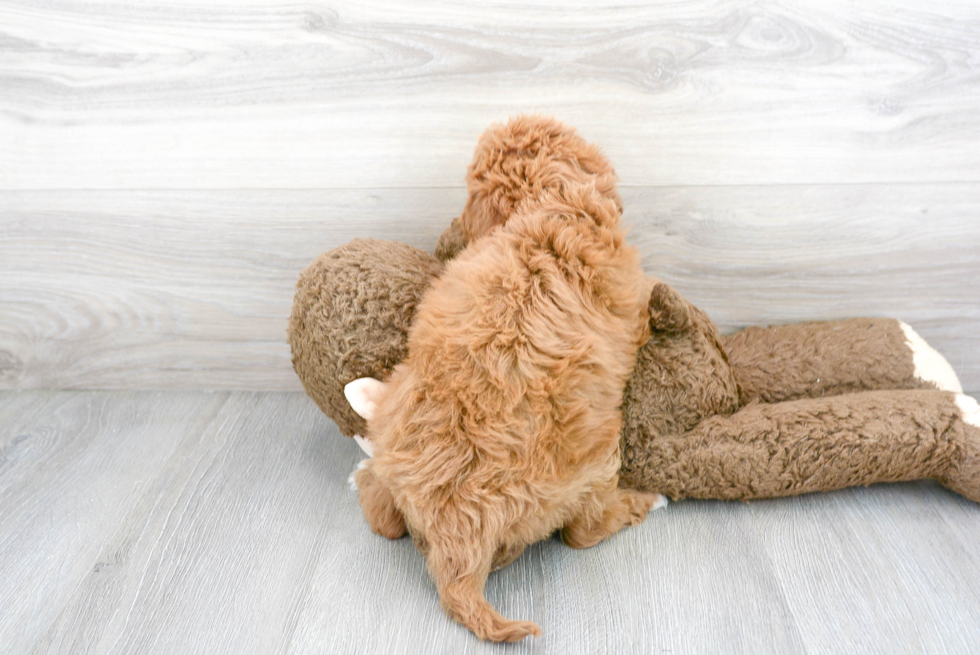 Happy Cavapoo Baby