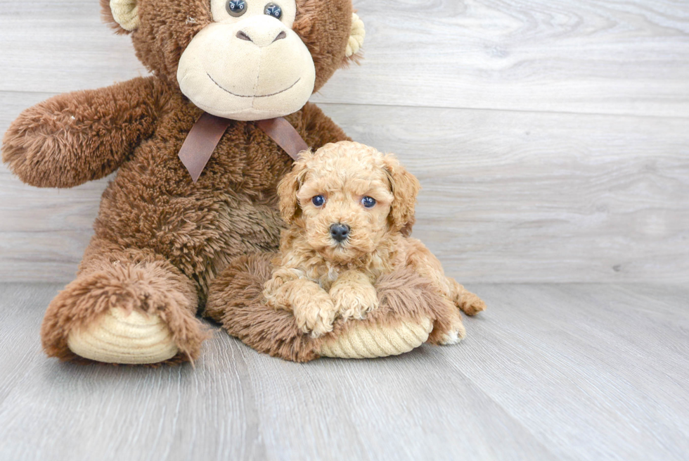 Popular Cavapoo Poodle Mix Pup