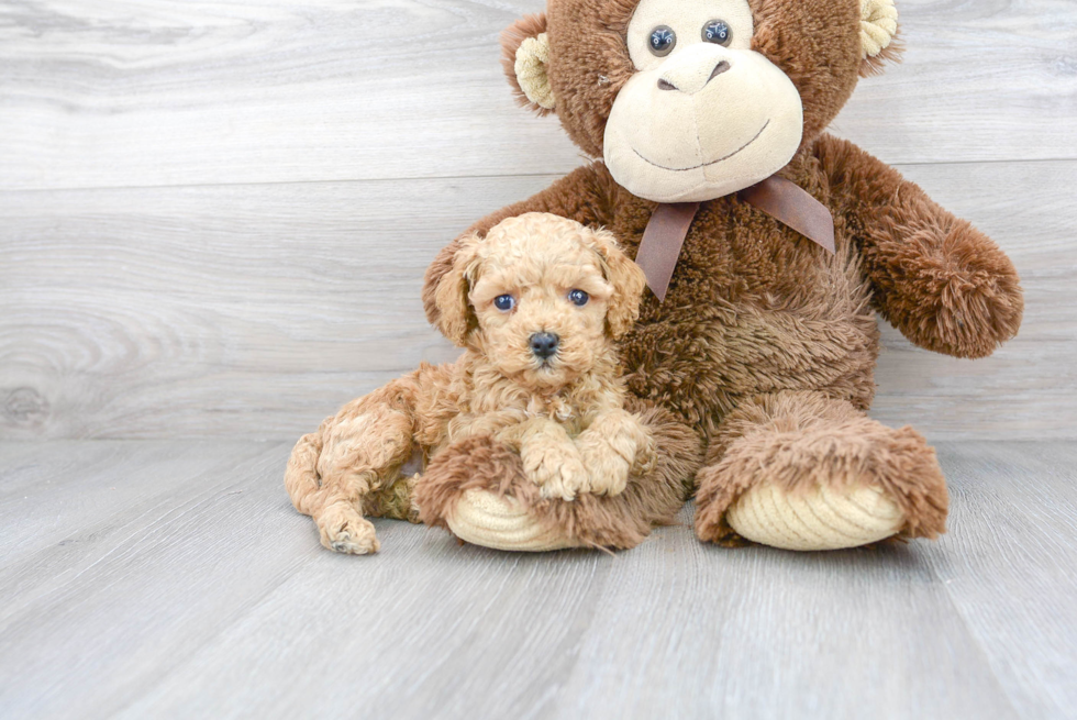 Best Cavapoo Baby