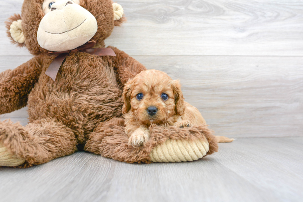 Best Cavapoo Baby